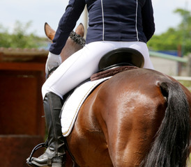 Beautiful dressage horse portrait closeup during competition on natural background summertime