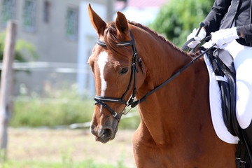 Beautiful dressage horse portrait closeup during competition on natural background summertime