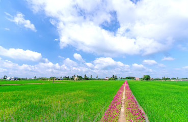 Portulaca grandiflora flowers bloom along the trail leading to the farmer's house with two beautiful and peaceful young rice fields