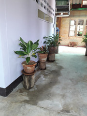 Fototapeta na wymiar plants in pots on wall