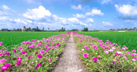 Portulaca grandiflora flowers bloom along the trail leading to the farmer's house with two beautiful and peaceful young rice fields