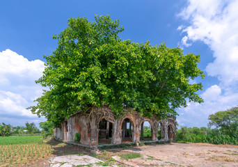 An abandoned ancient temple with an ancient tree growing on the wall rises to create an old beauty combining architecture and nature in Tien Giang, Vietnam © huythoai
