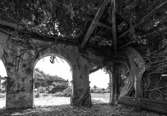 Fototapeta premium An abandoned ancient temple with an ancient tree growing on the wall rises to create an old beauty combining architecture and nature in Tien Giang, Vietnam