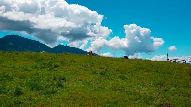 Mucche al pascolo in montagna
