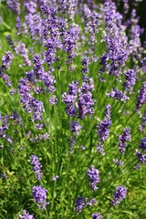 blühender lavendel im garten     Lavandula angustifolia