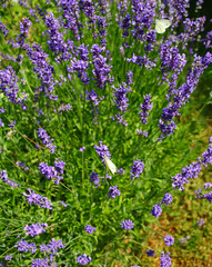 Obraz premium lavendel insektennahrung schmetterlinge