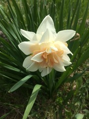Fototapeta premium yellow lily flower