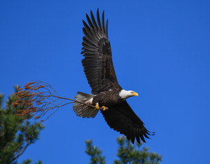 Bald Eagle working on the nest