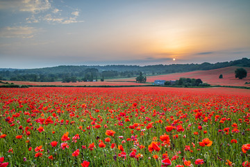 Beautiful Poppy Field at Brewdley, West Midlands at Dawn