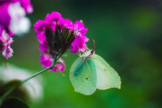 Macro photo of a white butterfly on a pink flower in summer