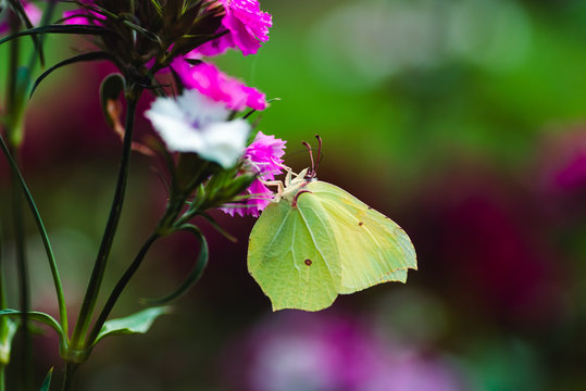 Macro photo of a white butterfly on a pink flower in summer