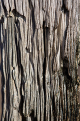 A close up of a rotter timber post of the Port Noarlunga jetty in south australia on 23rd June 2019