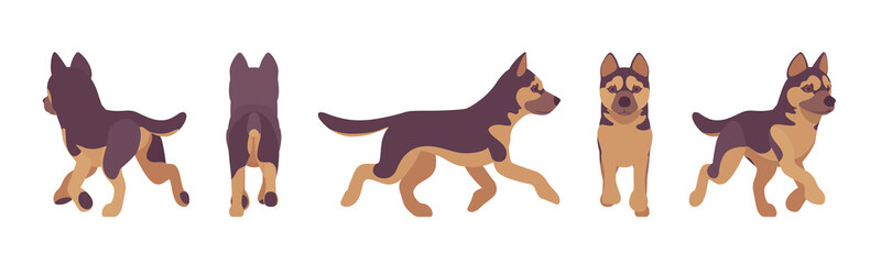 Shepherd dog running. Working breed, family pet, companion for disability assistance, search, rescue, police, military help. Vector flat style cartoon illustration, white background, different views