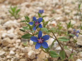 anagallis ,ackergauchheil,