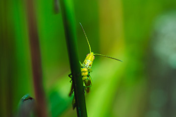 Macro photo of green grasshopper on grass in summer