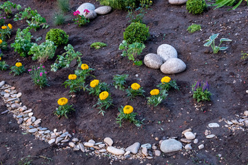 Obraz premium Flowerbed with yellow marigolds decorated with decorative stones.