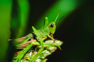 Macro photo of green grasshopper on grass in summer