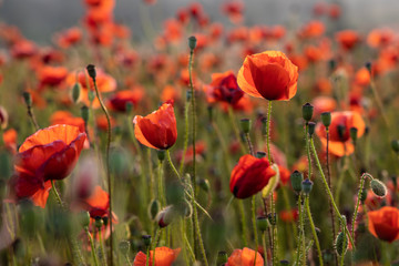 Fototapeta na wymiar Close Up View of Poppy Flowers at Dawn