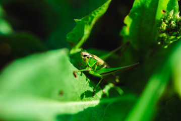 Macro photo of green grasshopper on grass in summer