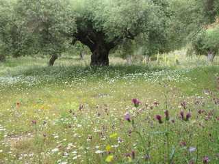 olivenhain in griechenland