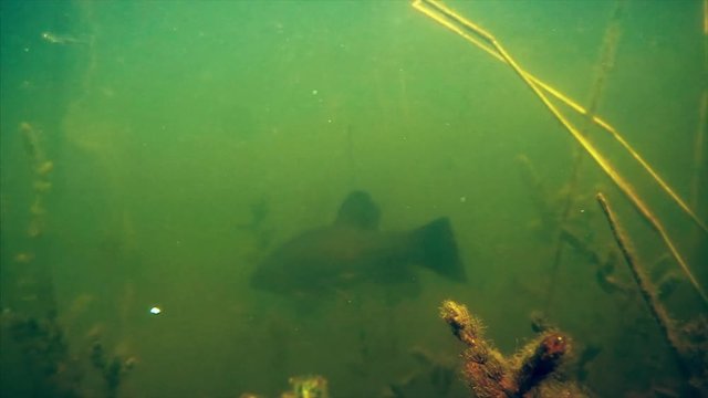 Tench fish (Tinca tinca) swims in the murky lake