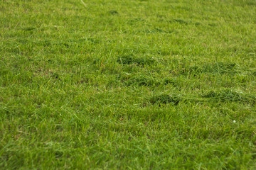 texture of young green lawn close up. growing grass on the ground