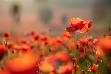 Fototapeta na wymiar Close Up View of Poppy Flowers at Dawn