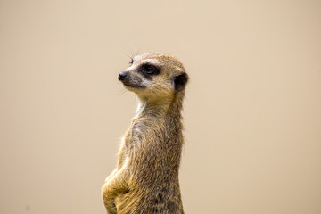 suricate