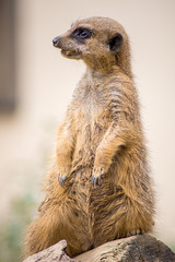 suricate