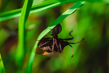 Spider caught a beetle and lets poison into it and keeps it on the grass