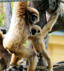 Weisshand Gibbon Baby
