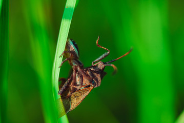 Spider caught a beetle and lets poison into it and keeps it on the grass