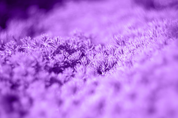 Fototapeta premium Bright violet plant with a beautiful blur effect.