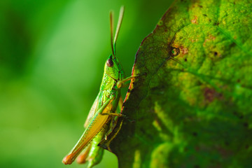 Macro photo of green grasshopper on grass in summer