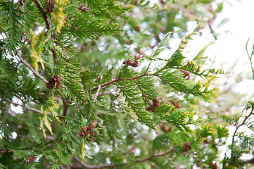 Cypress branches close up for background