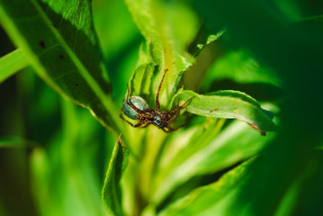 Macro photo of a spider on the grass