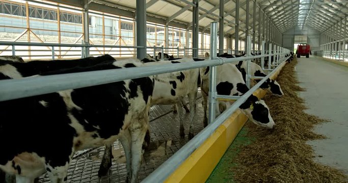 Herd of Holstein dairy cattle feeding in a barn on a line of feed and supplements offloaded down the centre of the shed