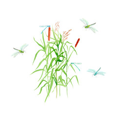 Obraz premium watercolor painting Pond - composition with reeds and dragonflies