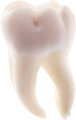 illustration with single tooth isolated on white