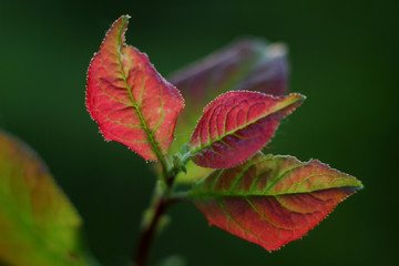 young leaves with a brown tint in the garden on a blurred background