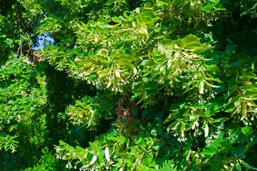Branches of linden tree with green leaves and flowers, summer