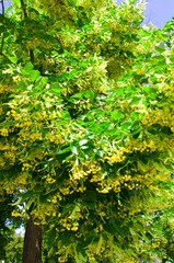 Green linden tree with yellow flowers, summer