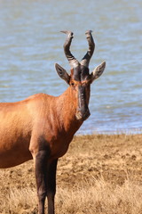 Rote Kuhantilope - Männchen