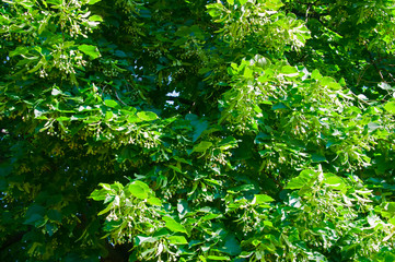 Green branches of linden tree with yellow flowers, summer