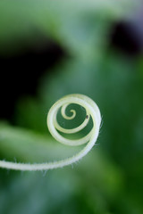 twisted spiral sprout cucumber closeup