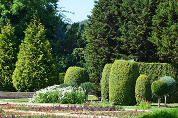 tree in the garden