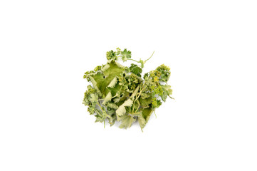 Pile of dried Alchemilla vulgaris, common lady's mantle medicinal herbal tea ingredient concept, isolated on white background.