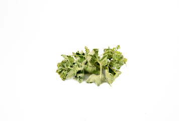 Pile of dried Alchemilla vulgaris, common lady's mantle medicinal herbal tea ingredient concept, isolated on white background.