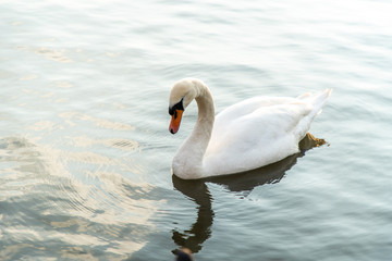Swans are swimming on the Vistula river in Krakow, Poland.