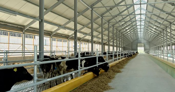 Herd of Holstein dairy cows in a barn or cattle shed feeding on central hay and food supplements through metal railings on a farm. Wide shot.